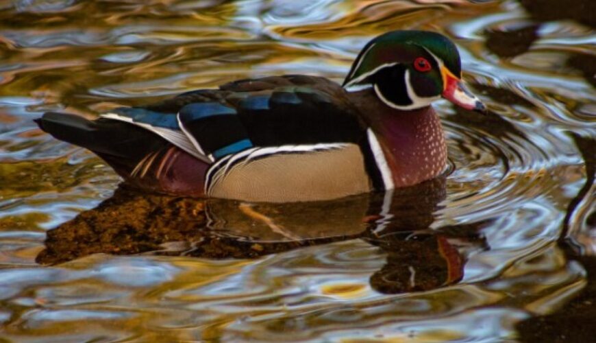 wood duck in water