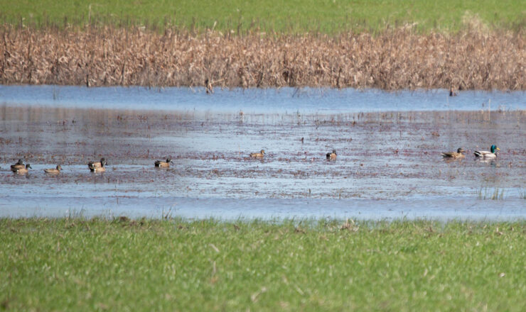 ducks-tensas-river-nwr860