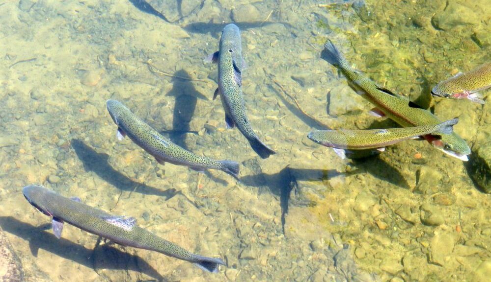 trout in a calm stream