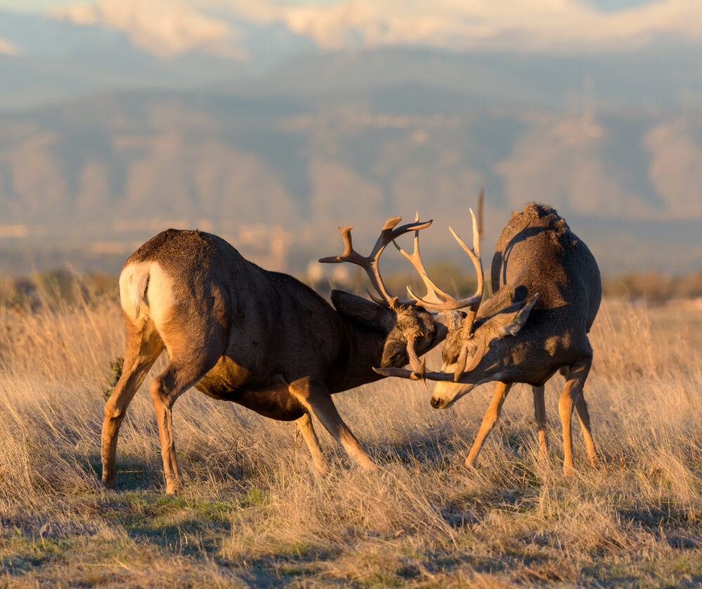 Two Mule Deer Bucks in Combat