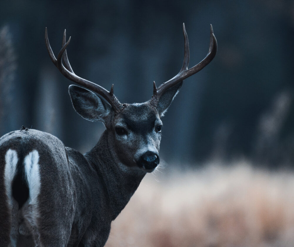 Male mule deer in autumn in Yosemite Valley in early morning