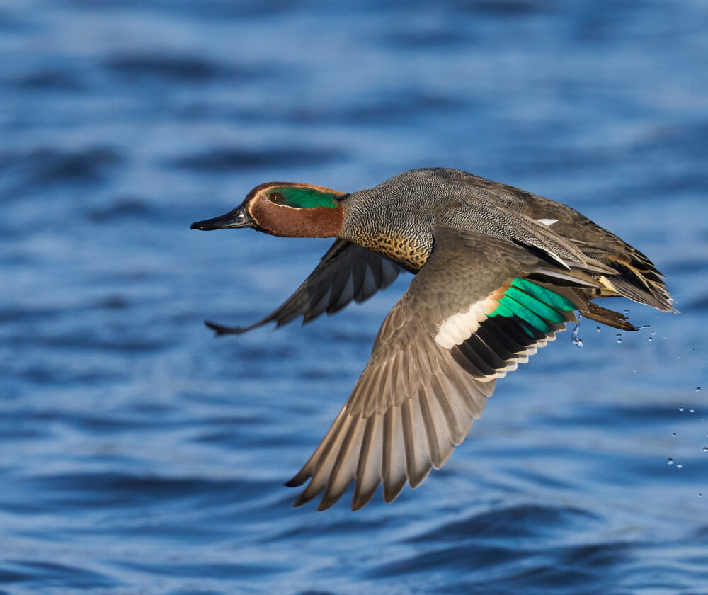 Eurasian teal in its natural enviroment in Denmark