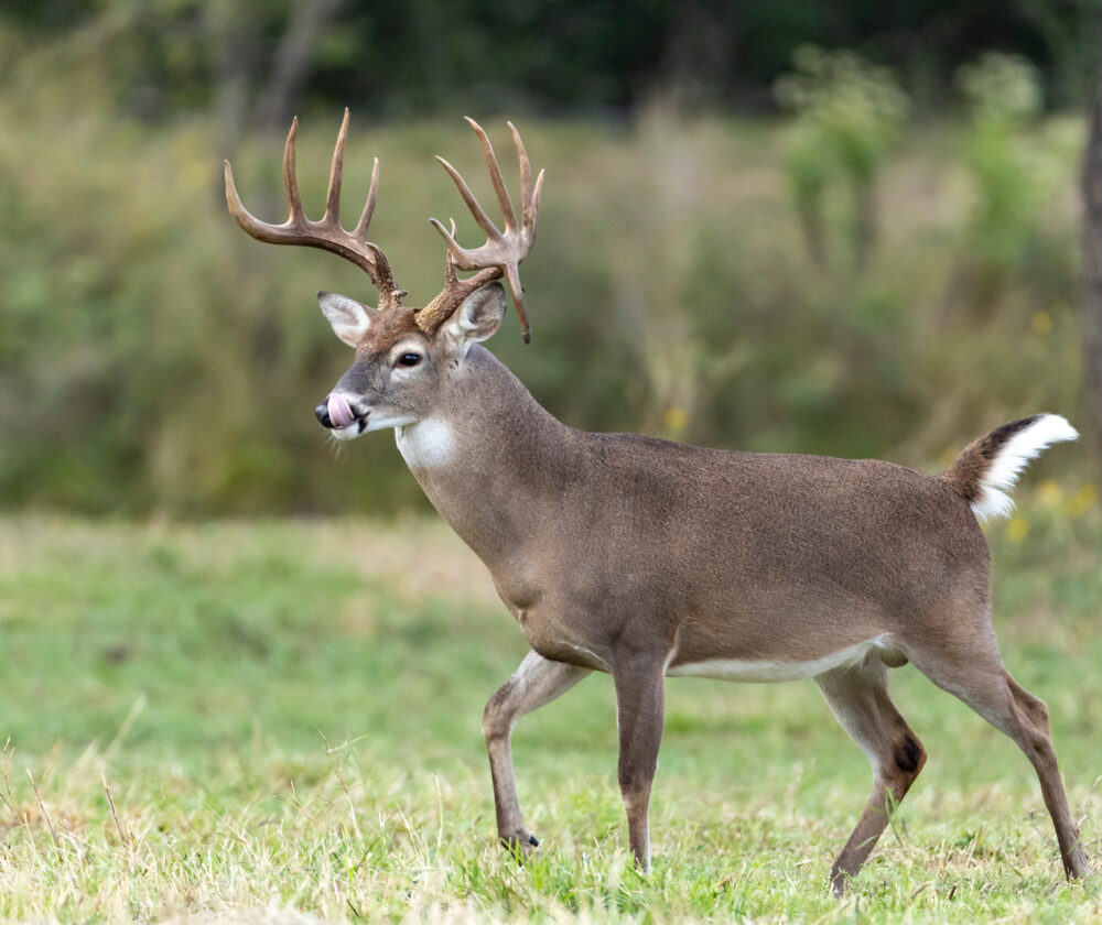 Whitetail Deer Buck in Texas farmland